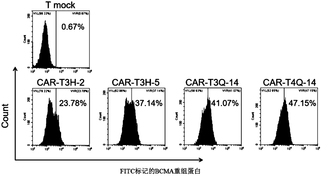 Fully human anti-BCMA (B Cell Maturation Antigen) chimeric antigen receptor and application thereof