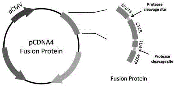 Fusion gene building method for effectively screening GPCR (G Protein-Coupled Receptor) expression