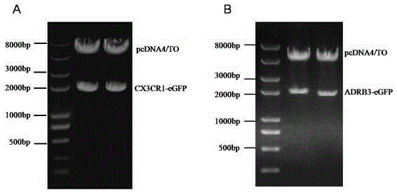 Fusion gene building method for effectively screening GPCR (G Protein-Coupled Receptor) expression