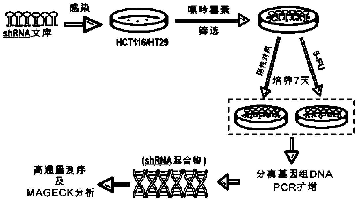 Application of METTL2 gene in preparation of kit for detecting treatment sensitivity of colorectal cancer fluorouracil drugs