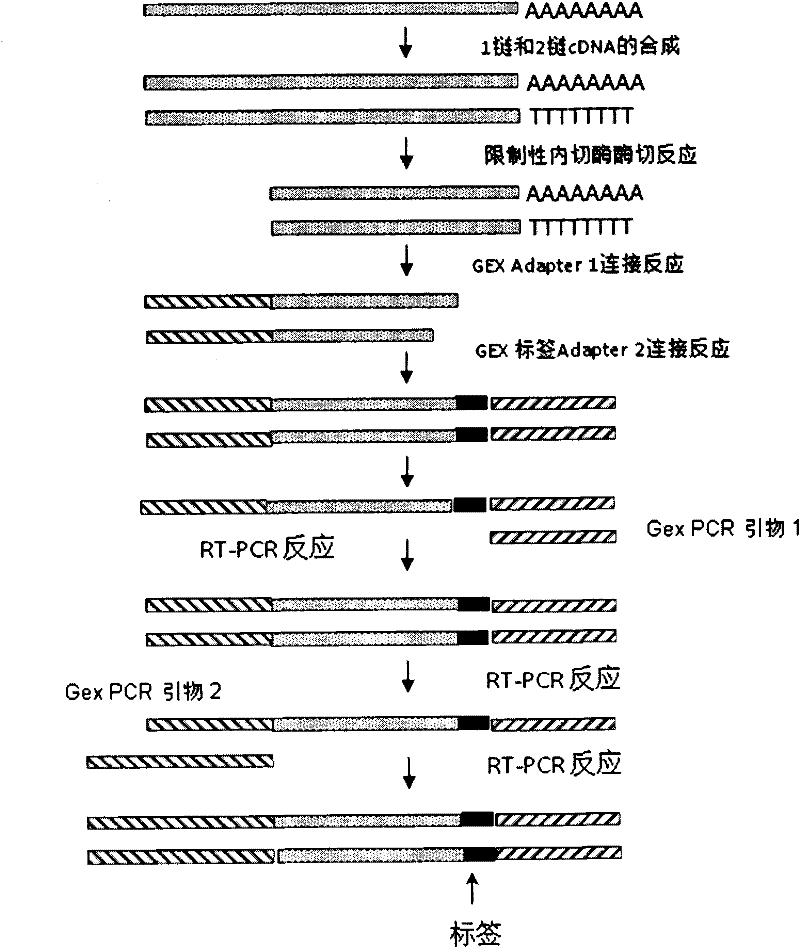 Indexes for digital gene expression profiling (DGE) and use method thereof