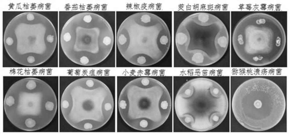 Application of a strain of Streptomyces lilacinus 2-1-2f-1 and its antibacterial substances in the control of vegetable soil-borne diseases