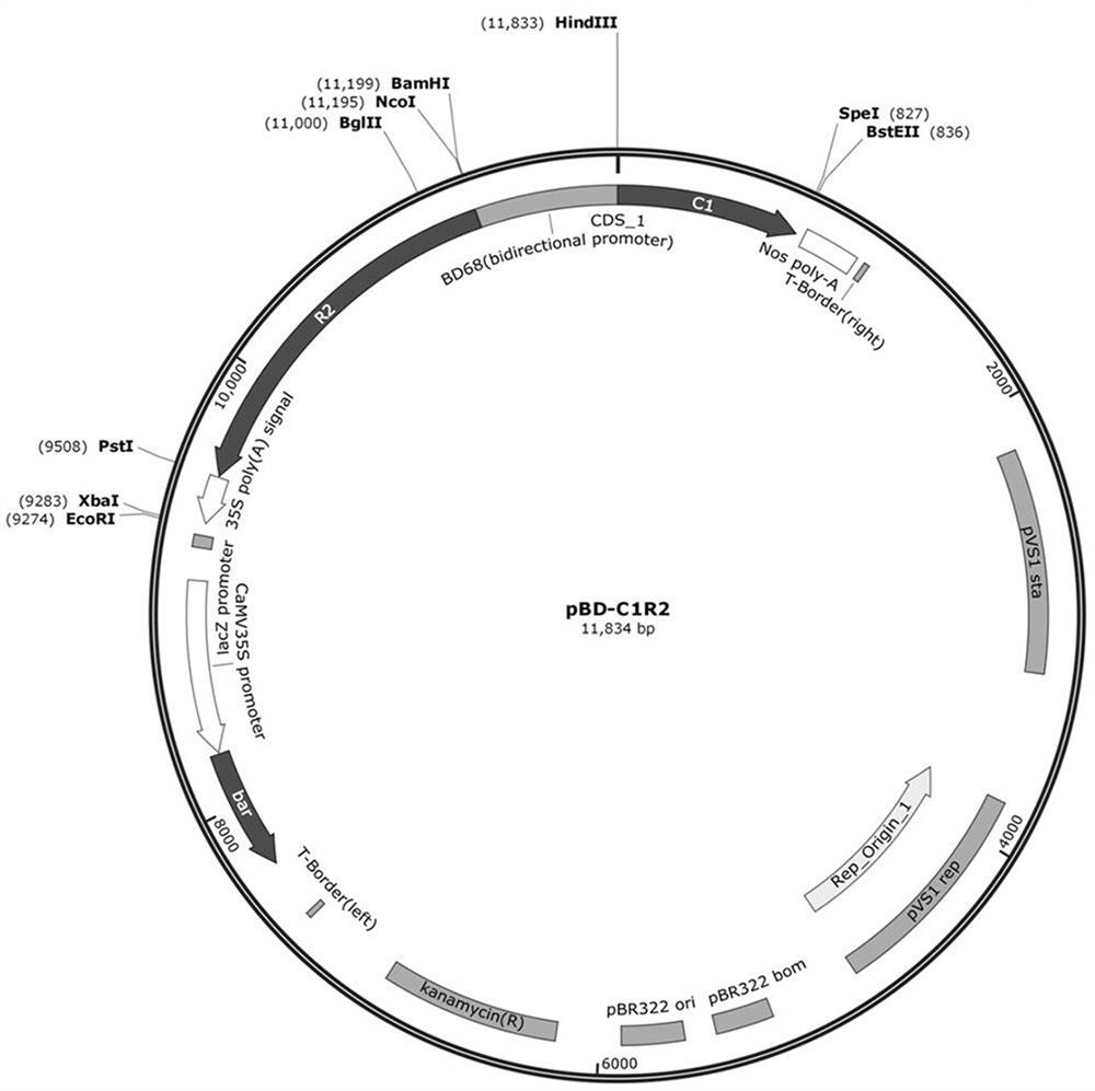 A rapid chromogenic parthenogenetic induction line and its application in the identification of maize haploid