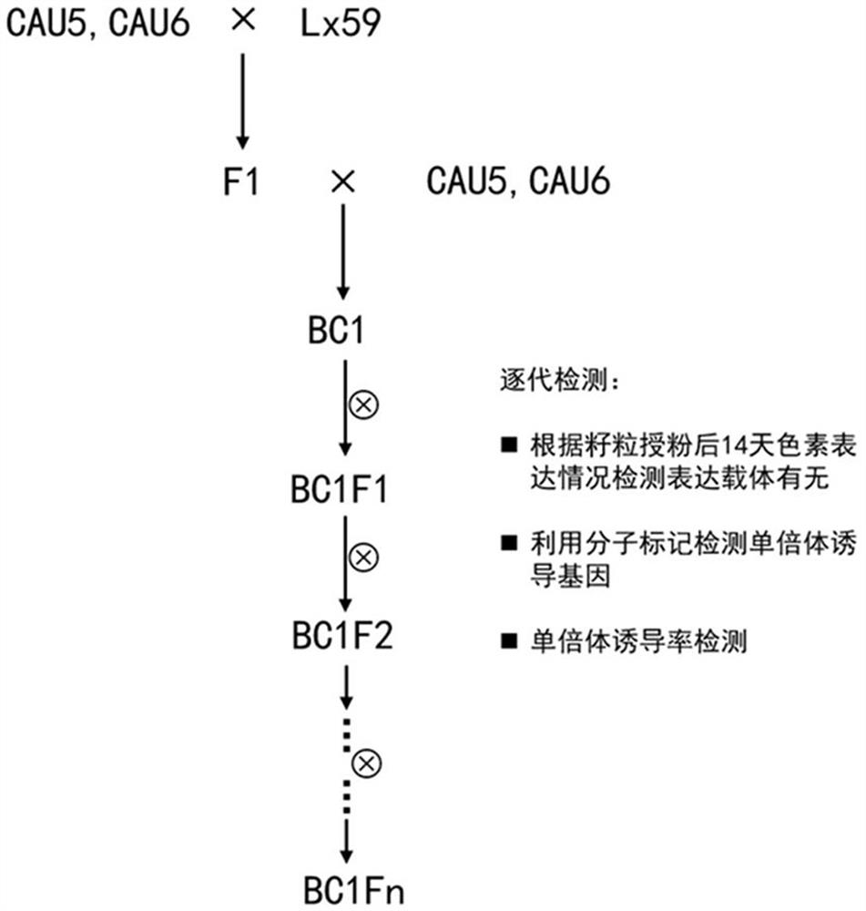 A rapid chromogenic parthenogenetic induction line and its application in the identification of maize haploid