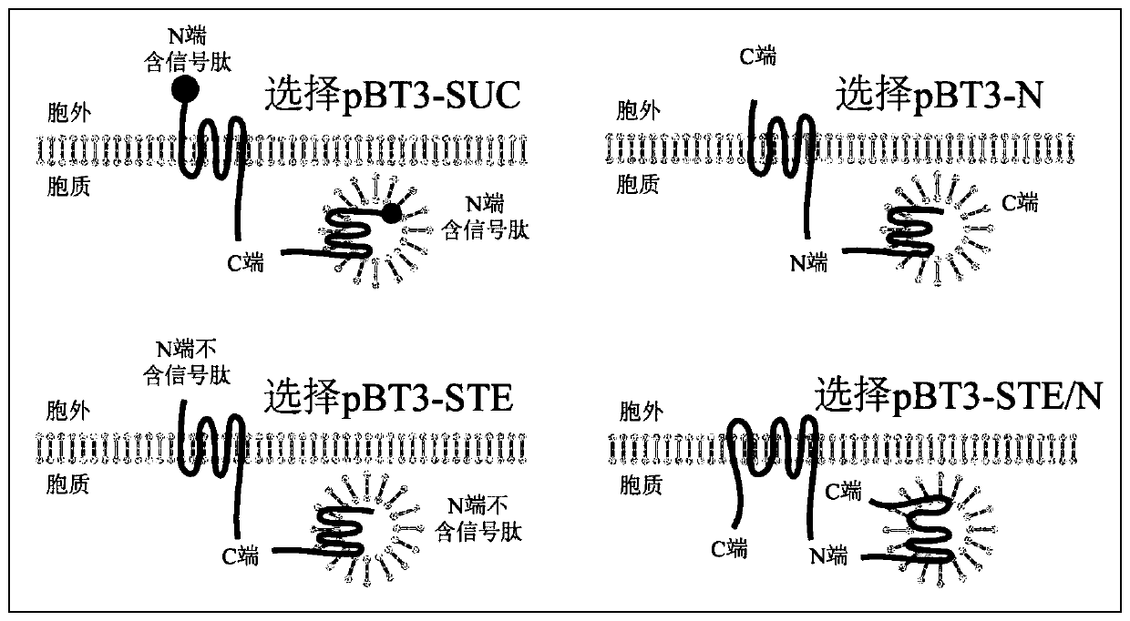 Method for effectively screening membrane protein interacting protein based on yeast two-hybrid technology