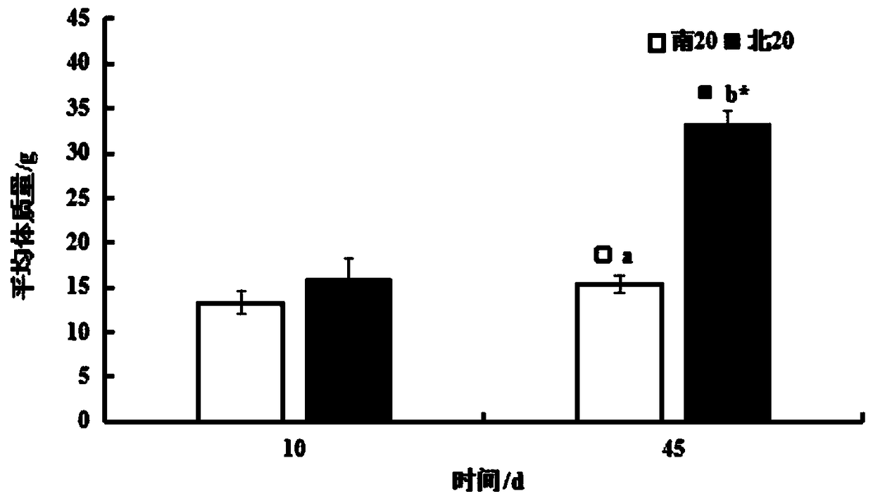 Long-term safe breeding method for lateolabrax japonicus juvenile fish