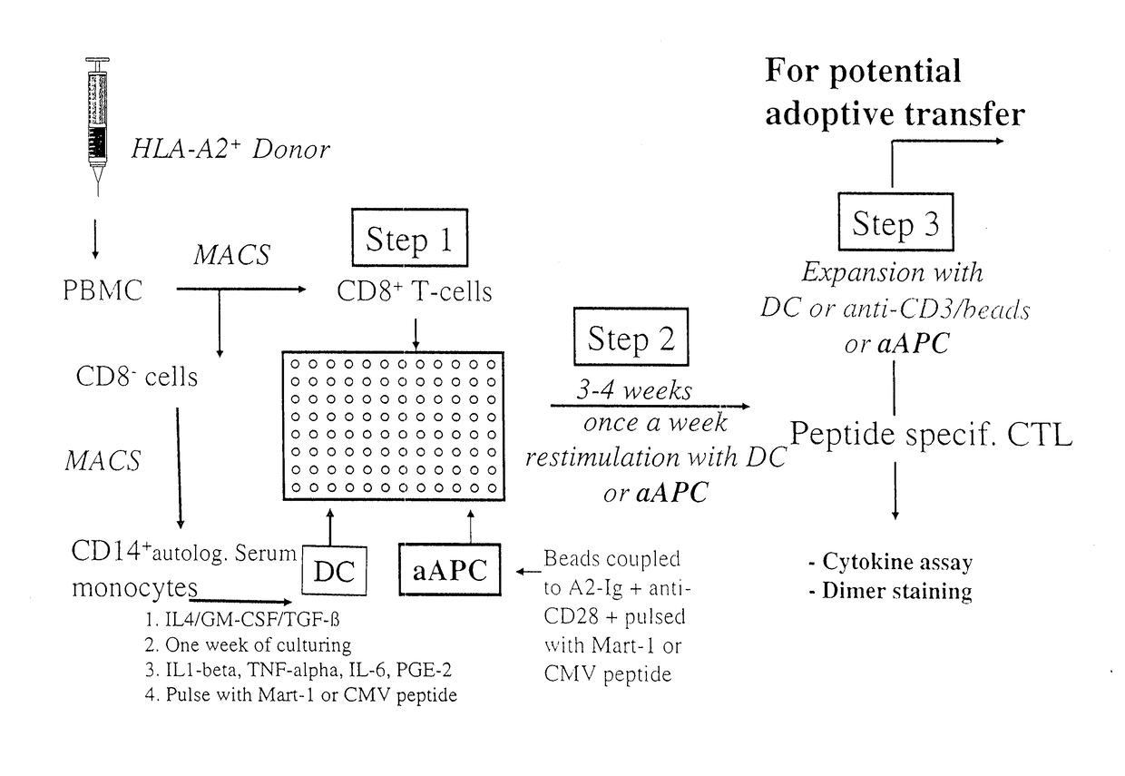 Reagents and Methods for Engaging Unique Clonotypic Lymphocyte Receptors