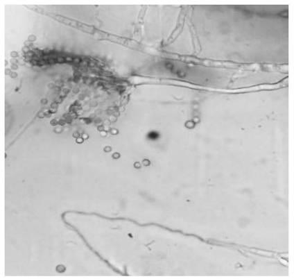 A method for improving dewatering performance of citric acid wastewater sludge by using Penicillium oxalicum