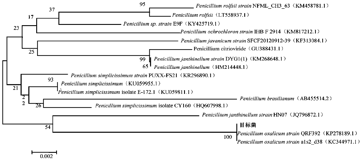 A method for improving dewatering performance of citric acid wastewater sludge by using Penicillium oxalicum