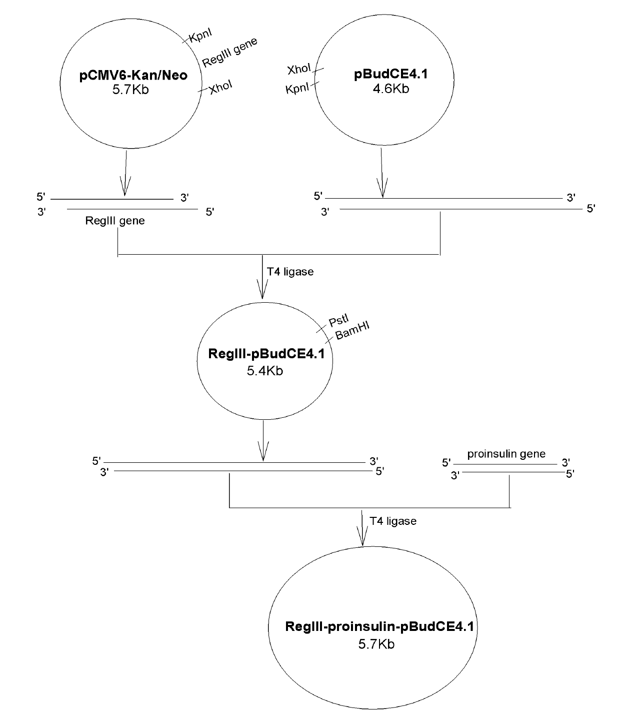 Reg III/proinsulin double-gene plasmid as well as building method and application thereof
