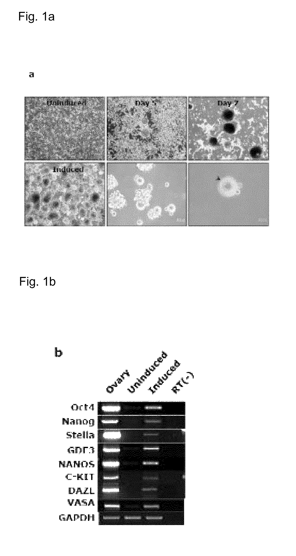 Composition for reprogramming somatic cells to generate induced pluripotent stem cells, comprising Bmi1 and low molecular weight substance, and method for generating induced pluripotent stem cells using the same