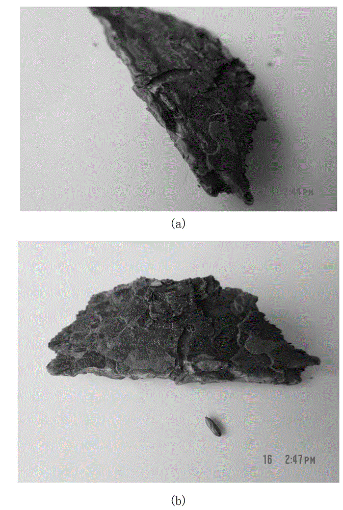 Prediction and forcasting method of occurrence of Pammene ginkgoicola Liu, and application thereof