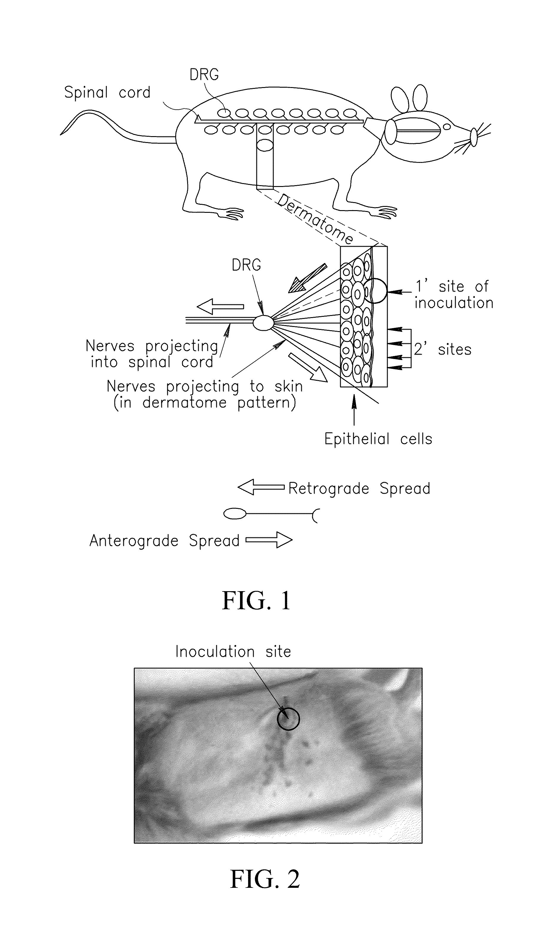 Methods of use for hsv-1 and hsv-2 vaccines