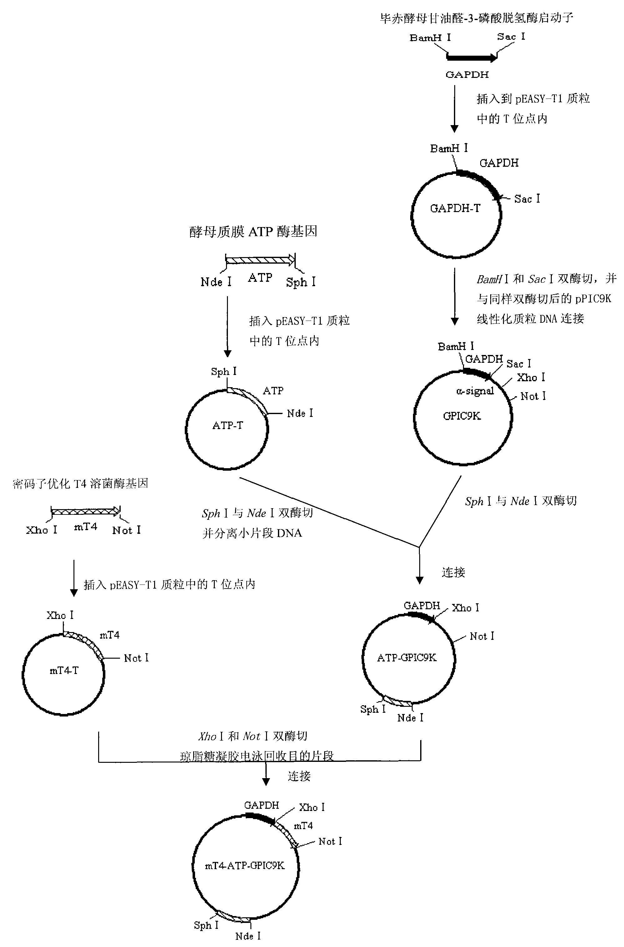 Method for efficiently expressing and producing T4 lysozyme through recombinant hansenula polymorpha in constitutive mode