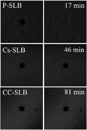 Method for regulating self-renewal and differentiation of neural stem cells