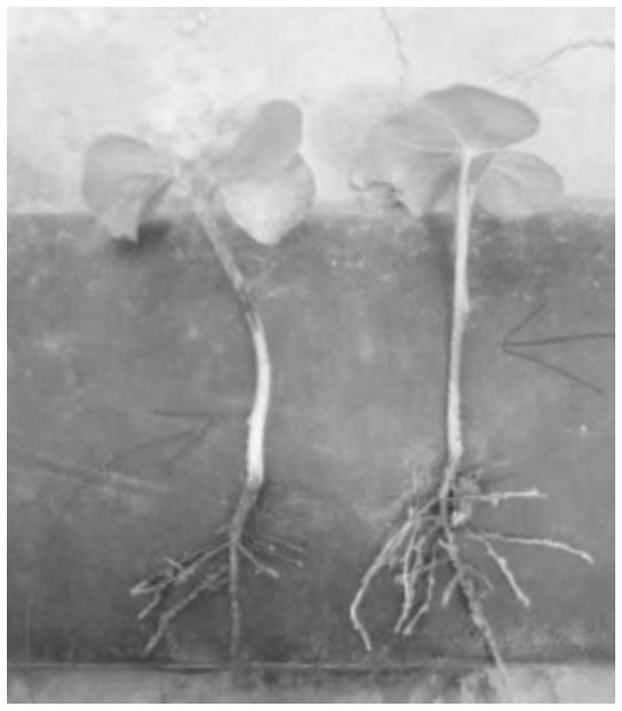 Multi-effect nutritional composition for cotton seedling emergence in saline-alkali land, preparation method and application method