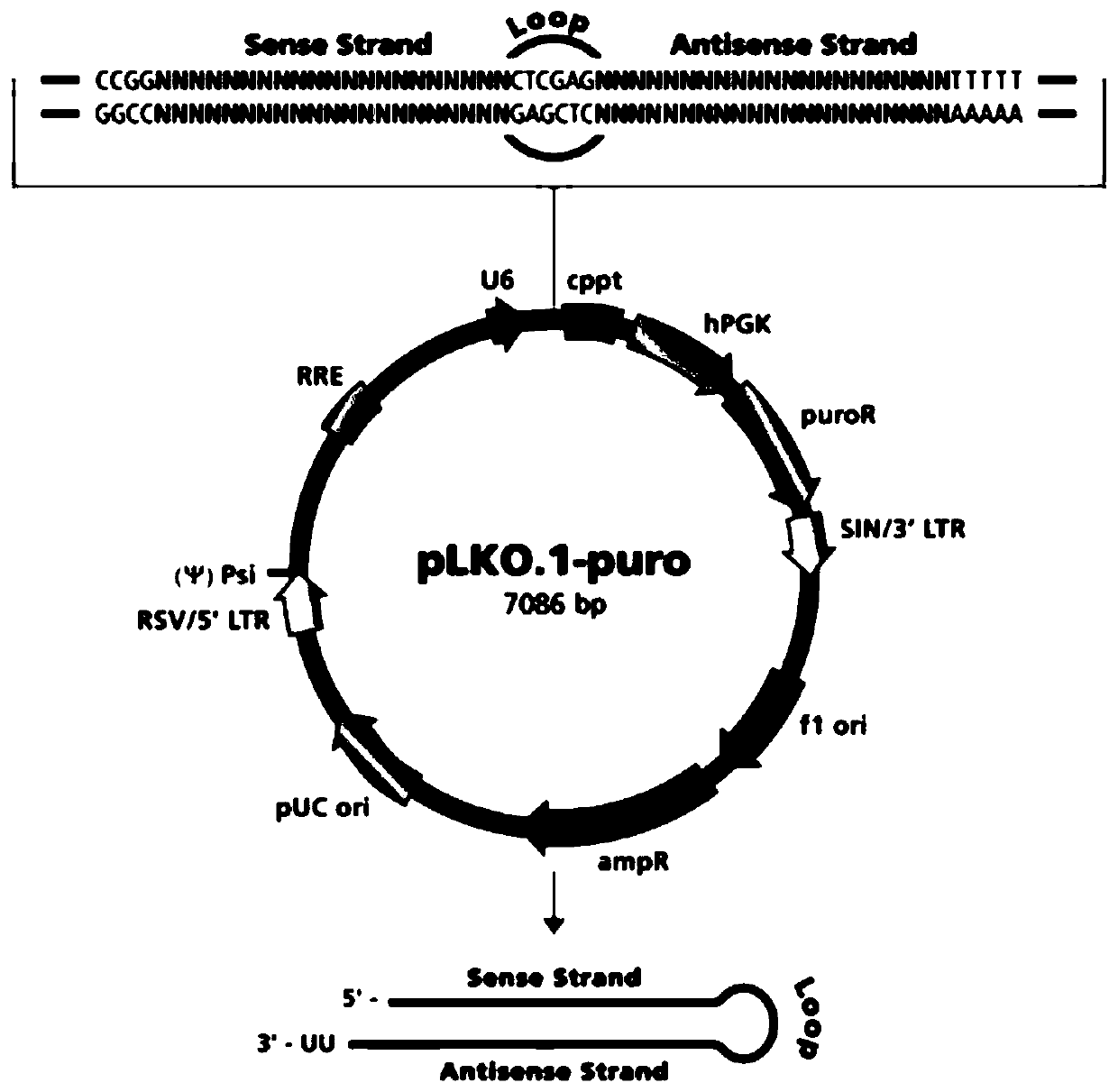 Bladder cancer biomarker TJP1 and application thereof