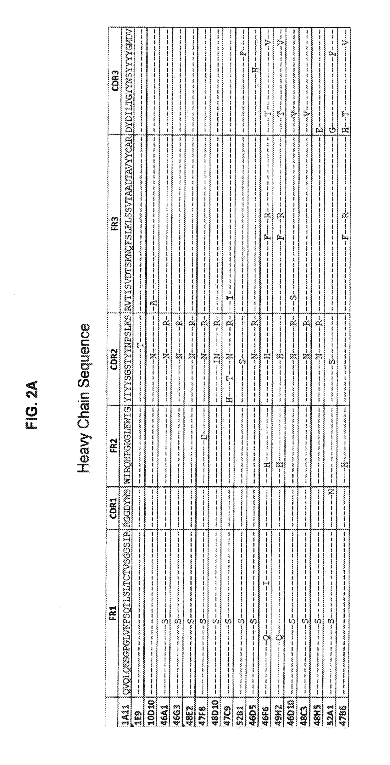 Cannabinoid receptor-1 (CB1) monoclonal antibodies