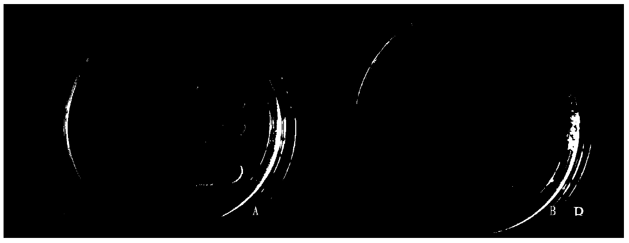 Bacillus subtilis strain WB1 for resisting botryosphaeria dothidea and application of bacillus subtilis strain WB1