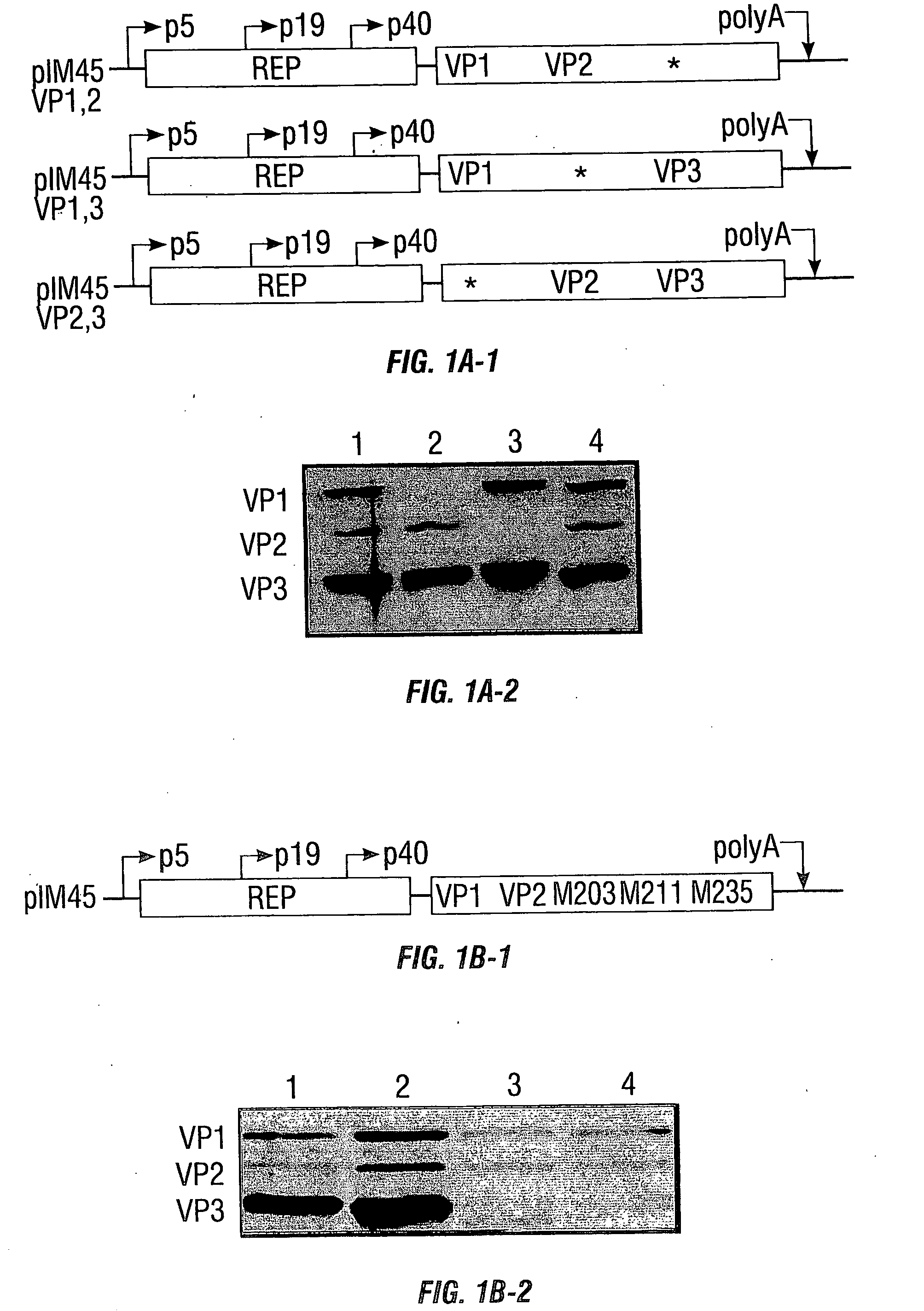 Vp2-modified raav vector compositions and uses therefor