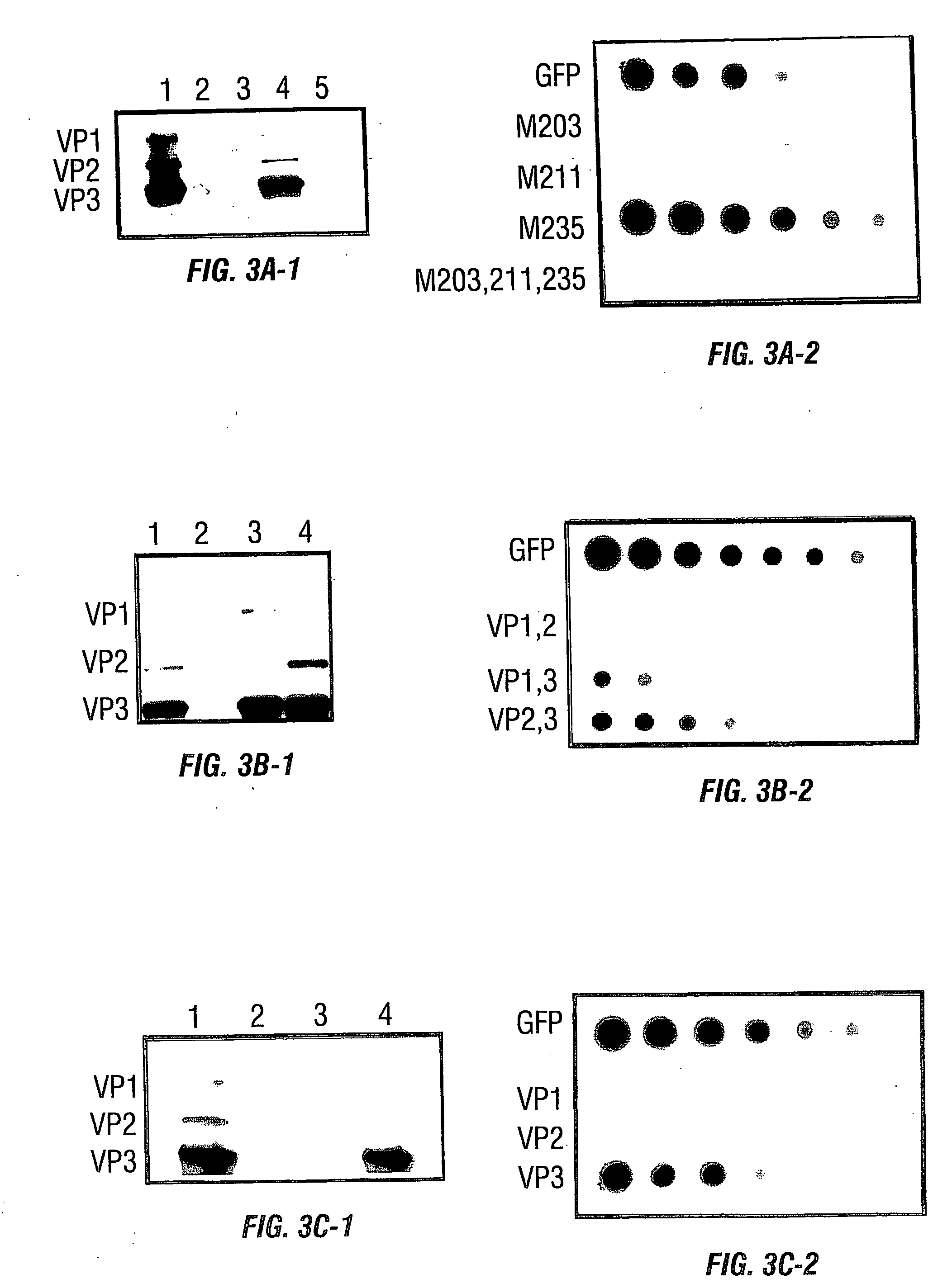 Vp2-modified raav vector compositions and uses therefor