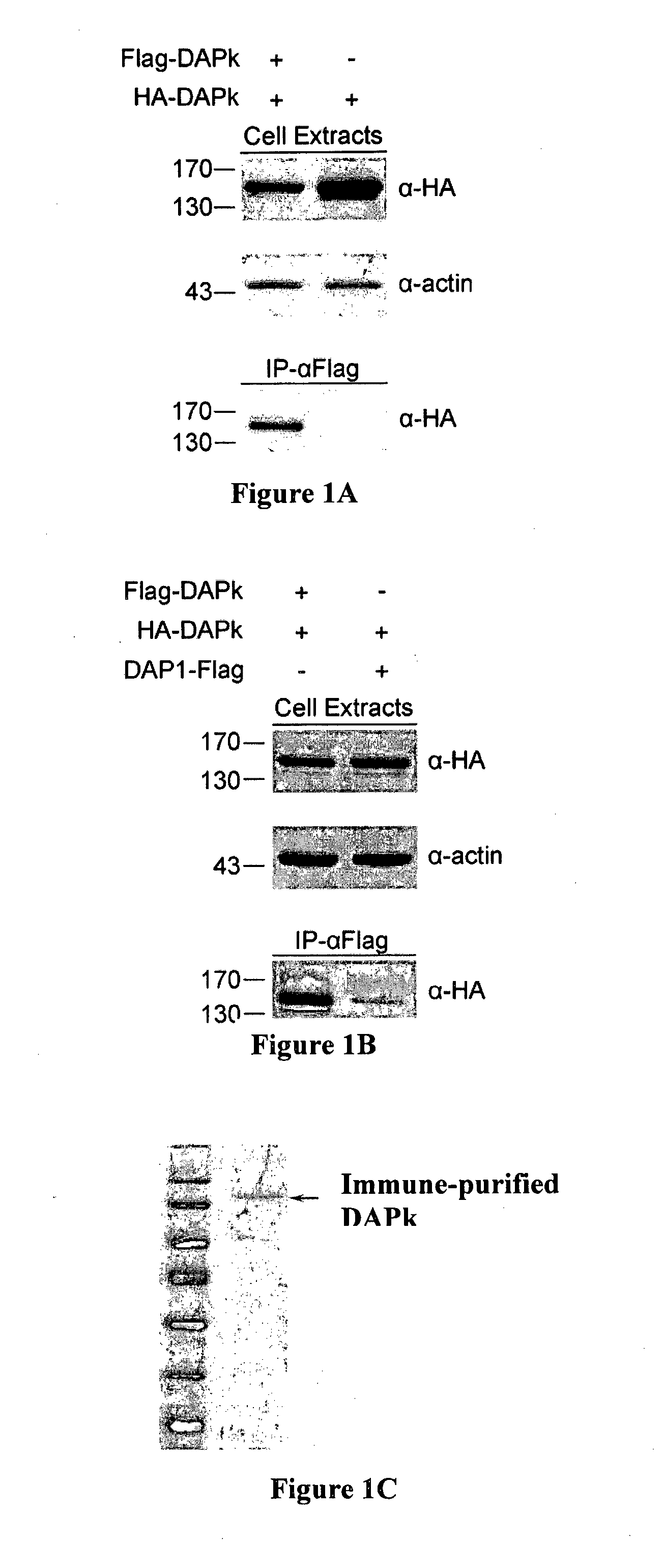 Compositions and methods for treating cancer and neurodegenerative diseases