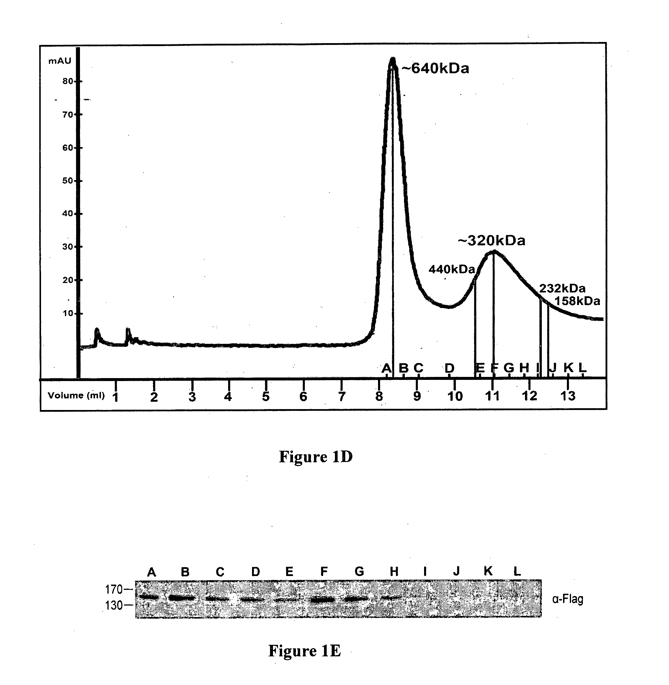 Compositions and methods for treating cancer and neurodegenerative diseases