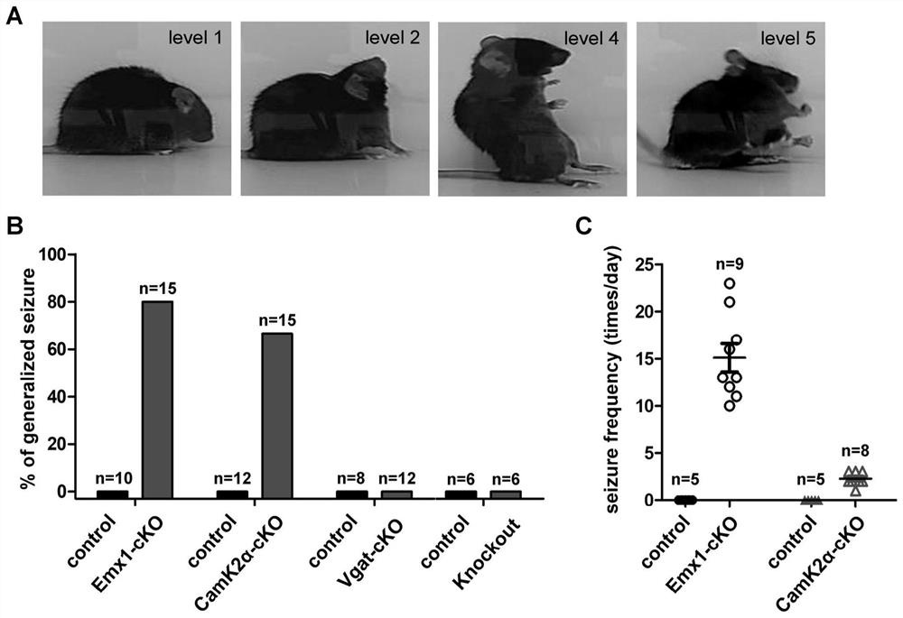 Preparation and application of epilepsy animal model