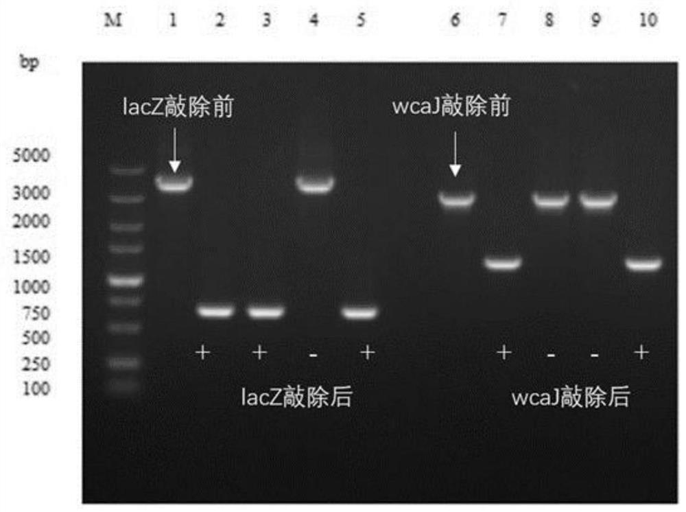 Genetically engineered bacterium for producing 2'-fucosyllactose and application of genetically engineered bacterium