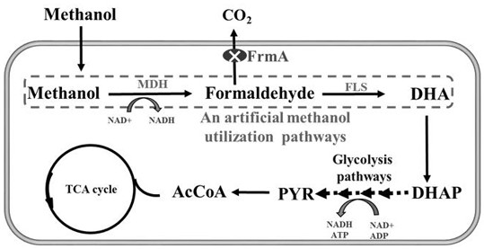 A metabolic pathway for biotransformation of methanol