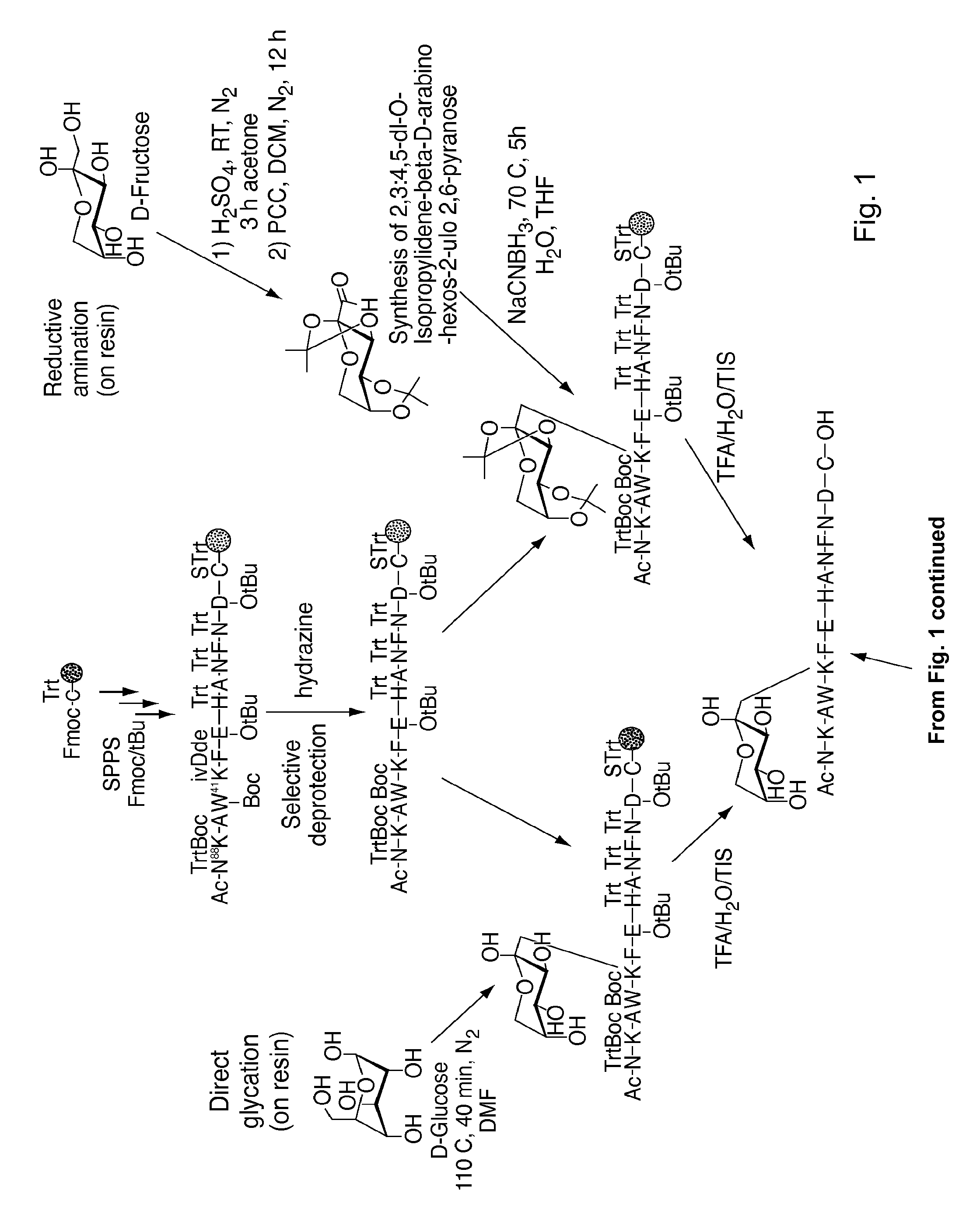 Glycated cd59 peptides, their preparation, and uses thereof