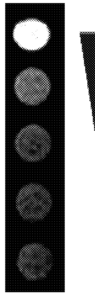 Host cells with artificial endosymbionts