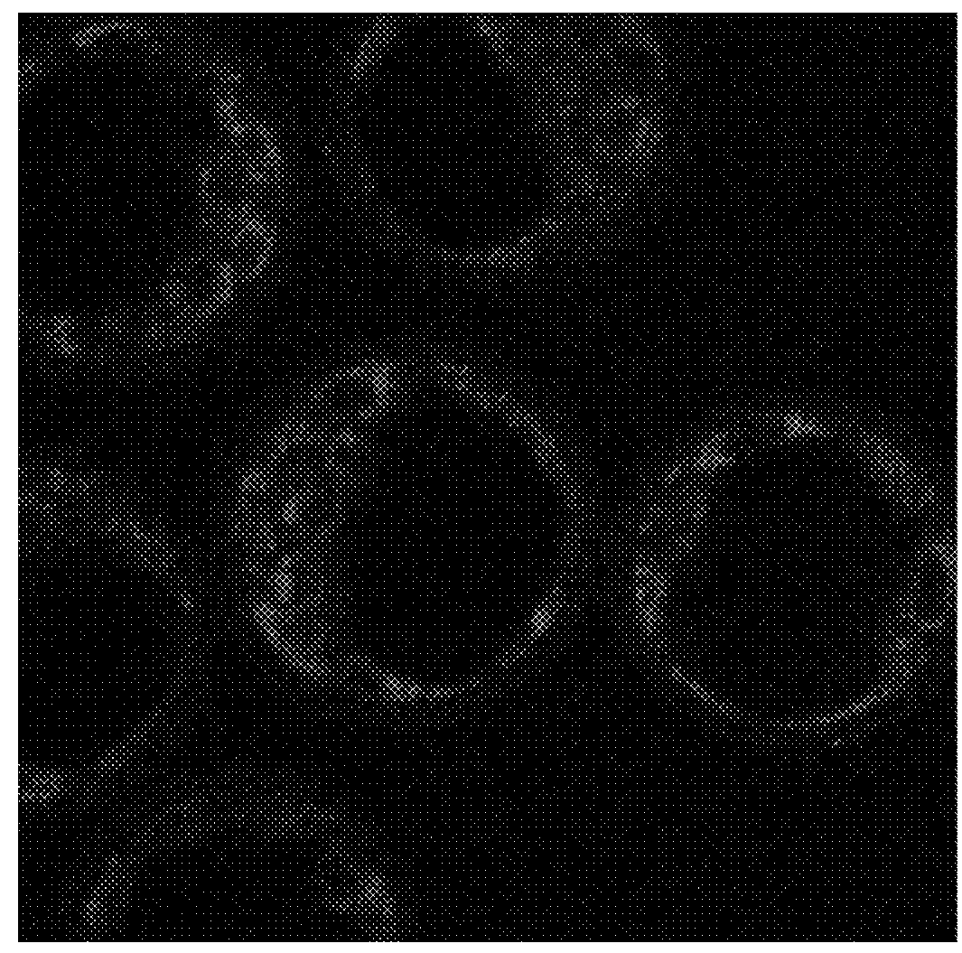 Host cells with artificial endosymbionts