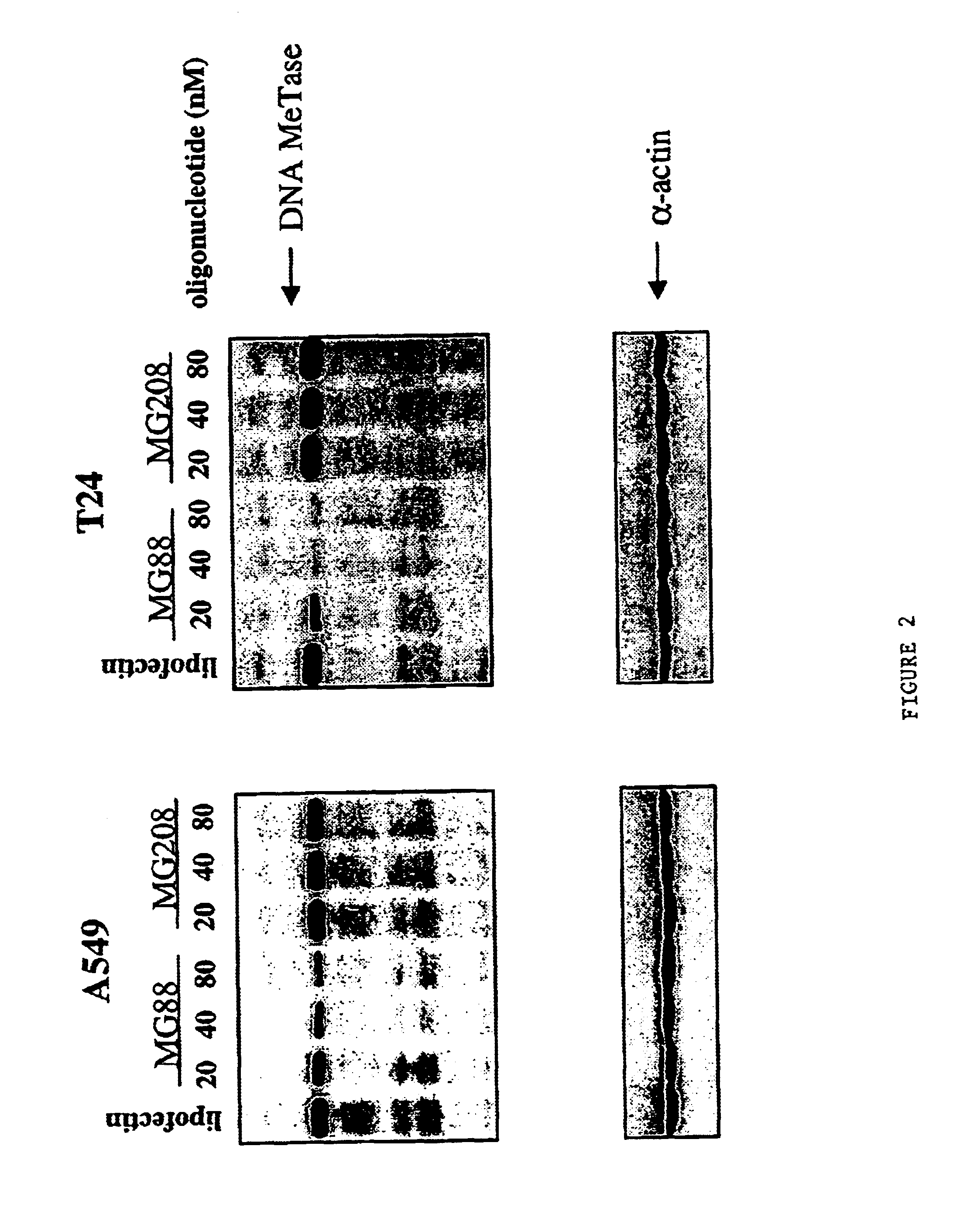 Modulation of gene expression by combination therapy