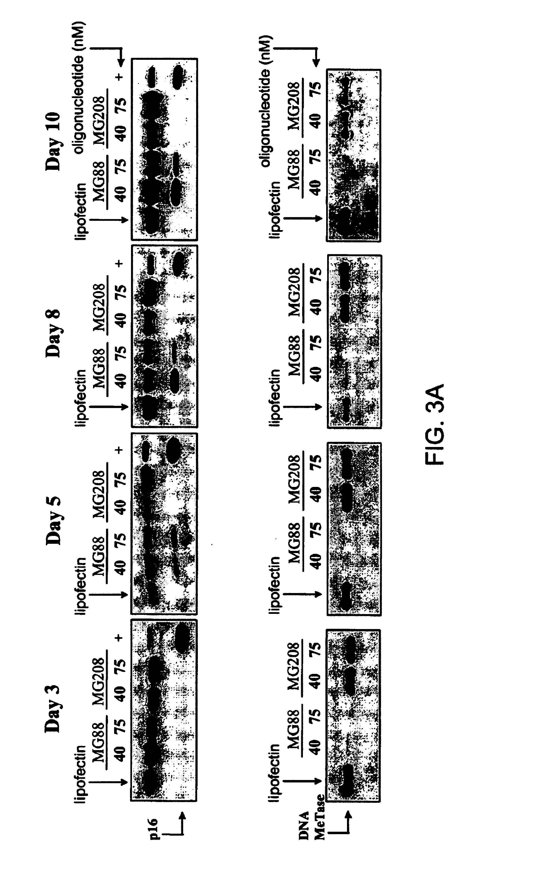 Modulation of gene expression by combination therapy