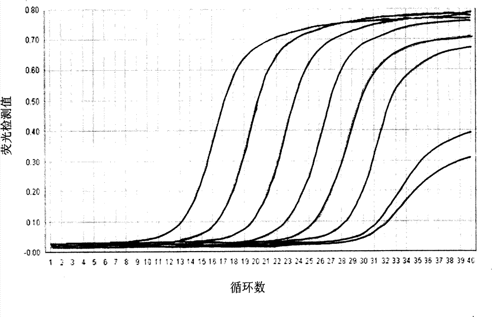 Quantitative determination method for K-ras gene mutation