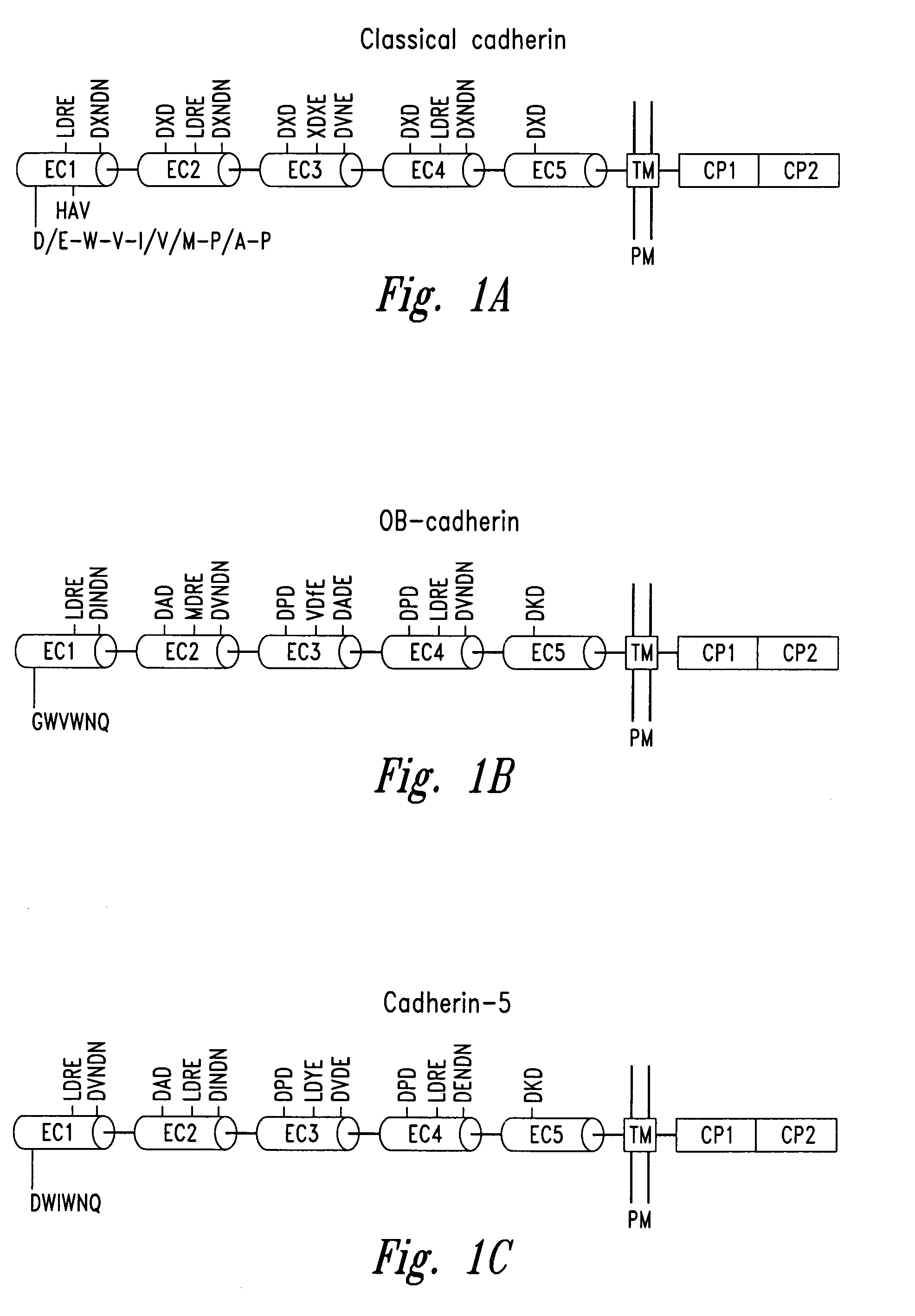 Compounds and methods for modulating functions of nonclassical cadherins