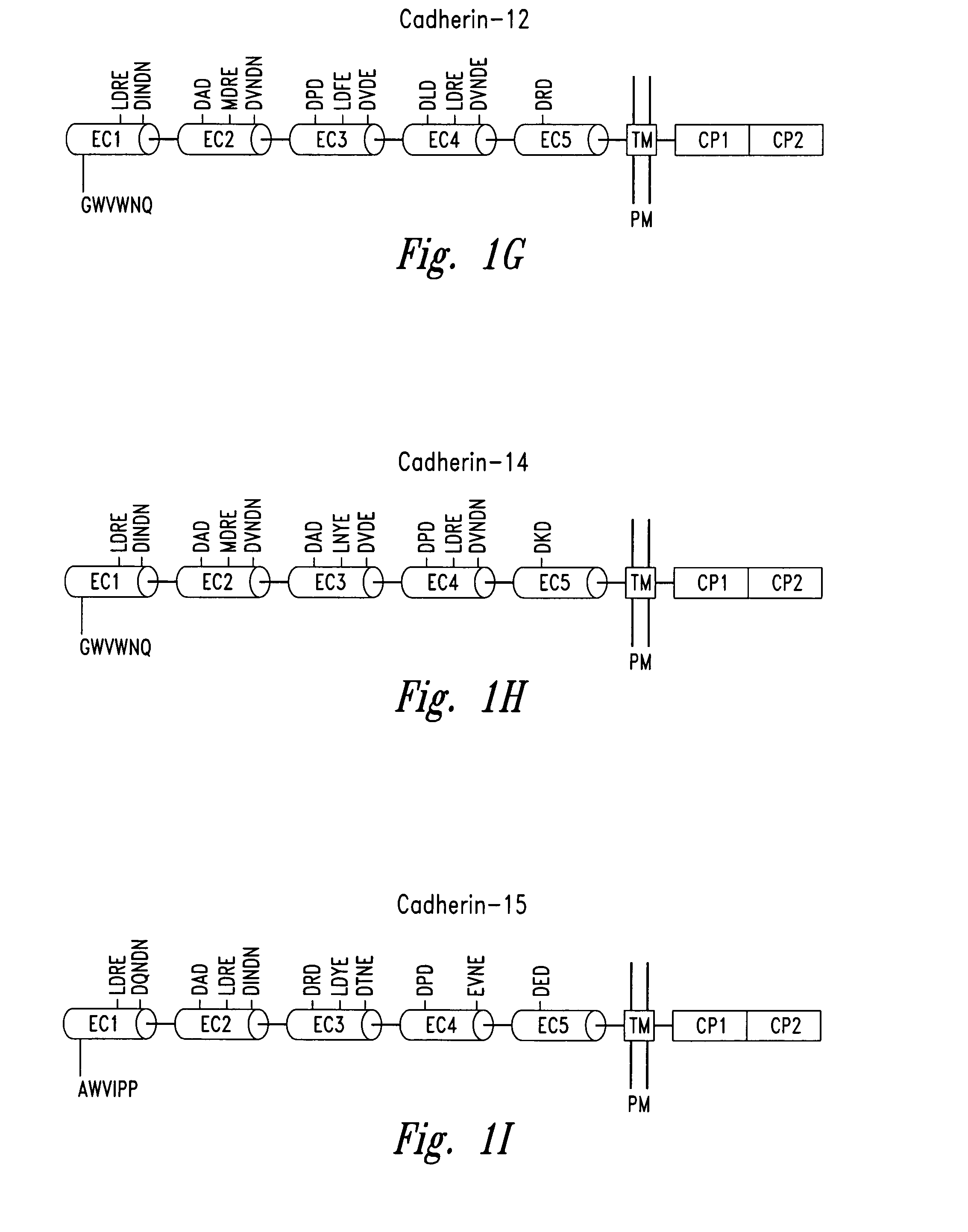 Compounds and methods for modulating functions of nonclassical cadherins