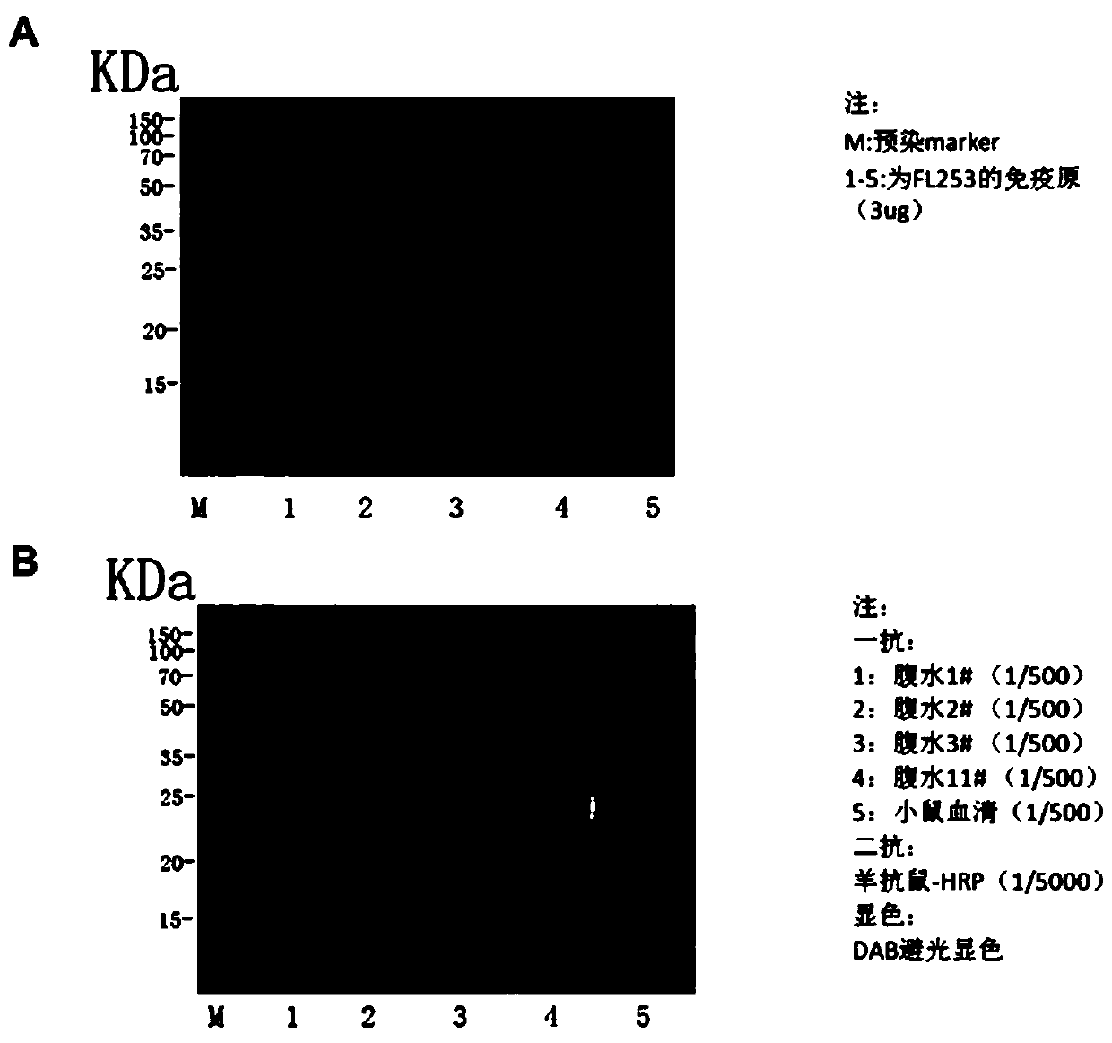 Frizzled7 targeted humanized antibody and preparation method and application thereof
