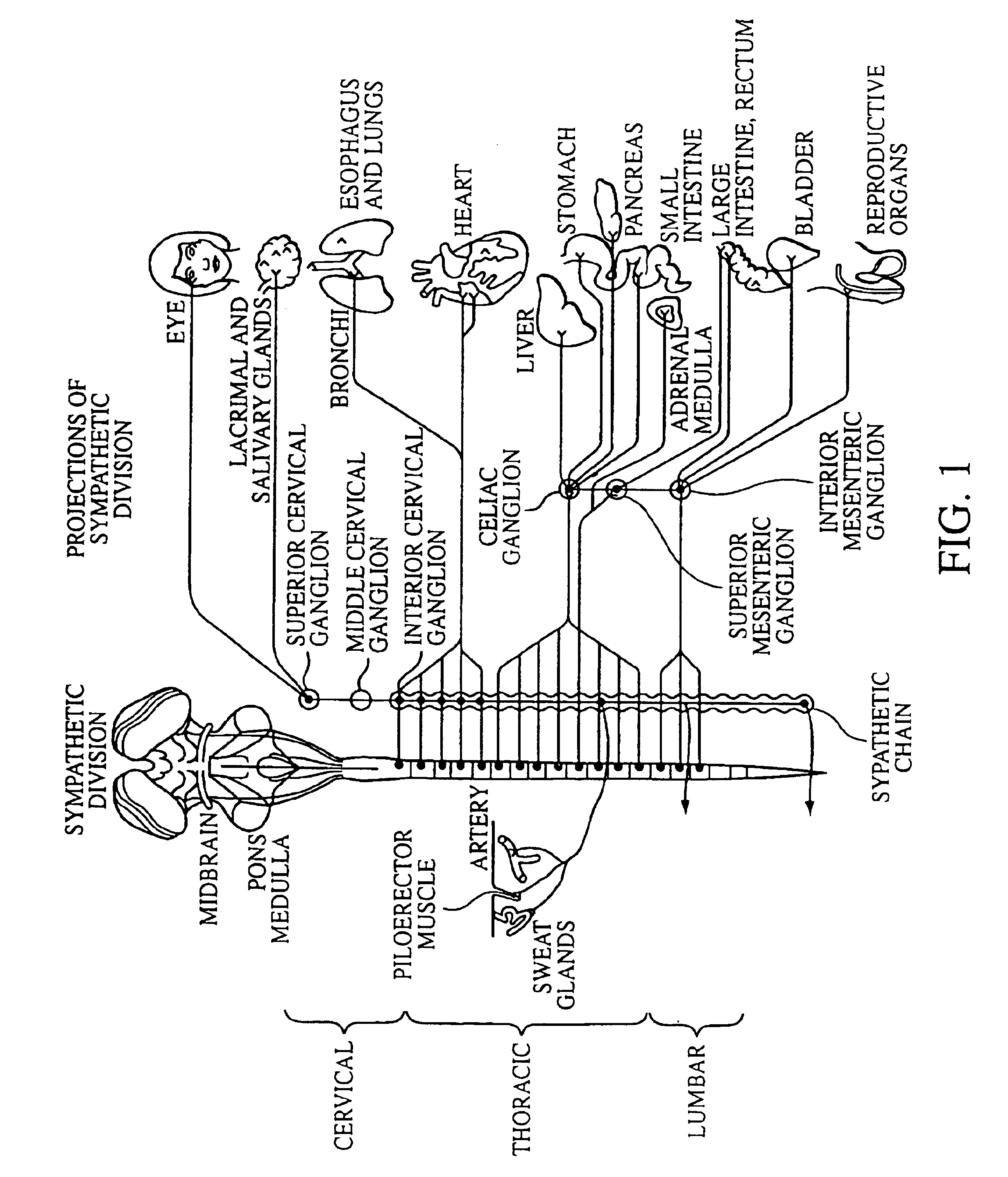 Electrical stimulation of the sympathetic nerve chain
