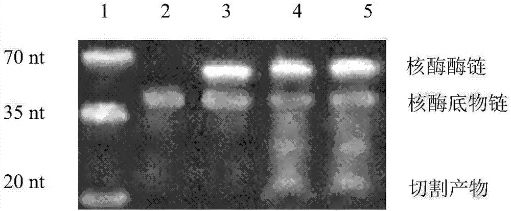 High salt resistant nucleic acid sensor of silver and application thereof