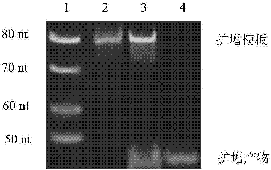 High salt resistant nucleic acid sensor of silver and application thereof