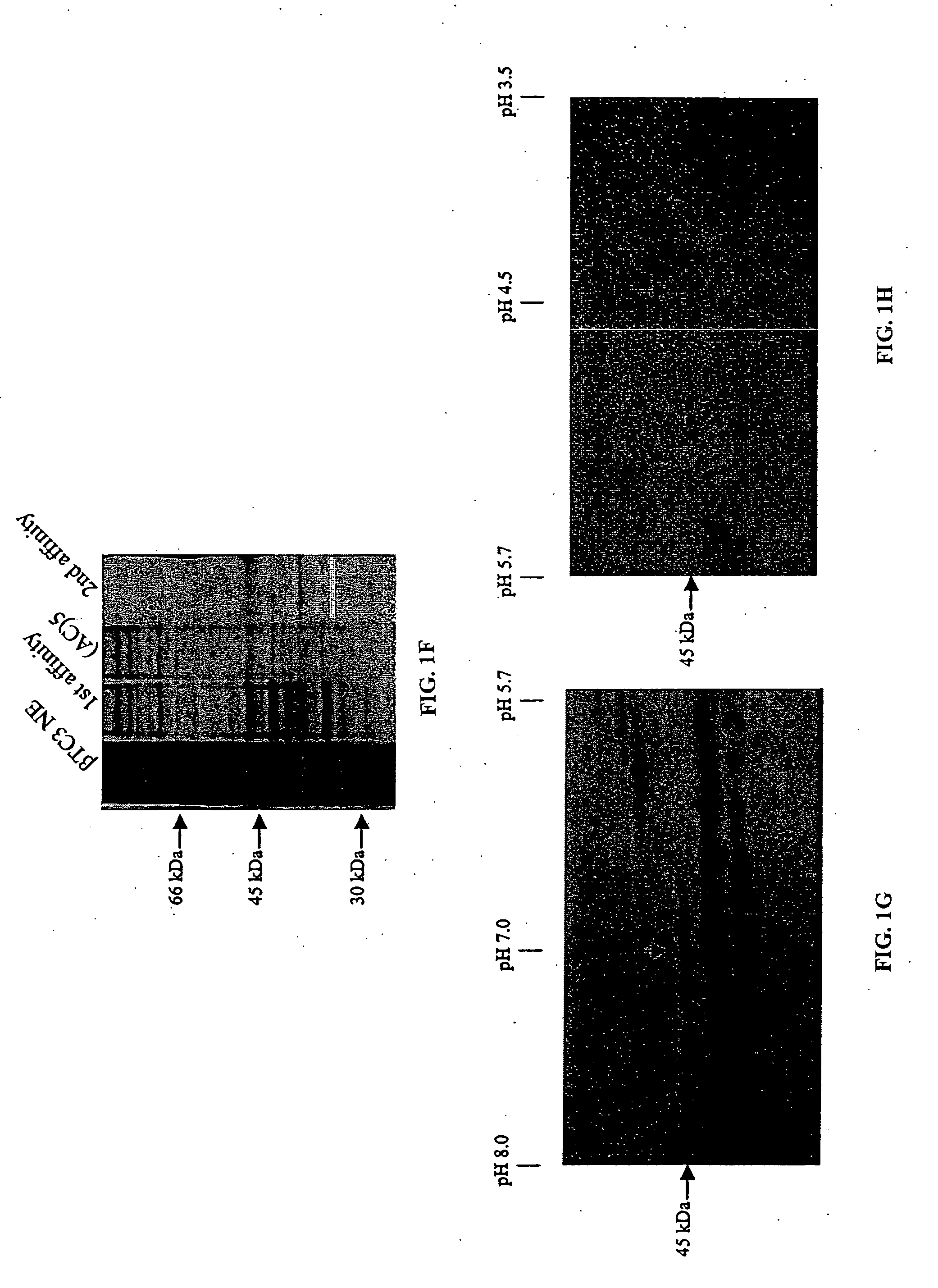 Compositions and methods related to mammalian Maf-A