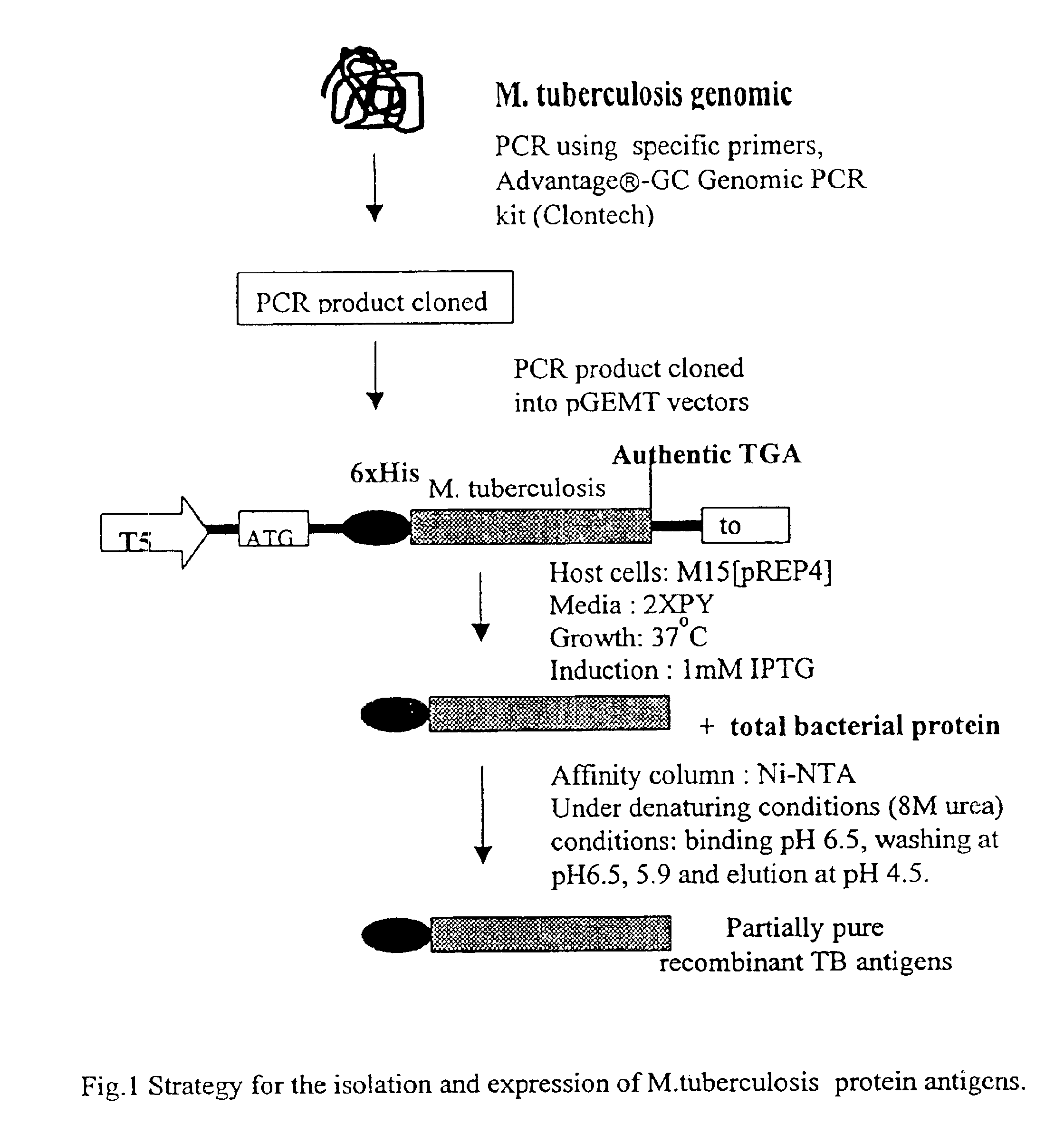 Bacterial-derived molecules and therapeutic and diagnostic uses therefor