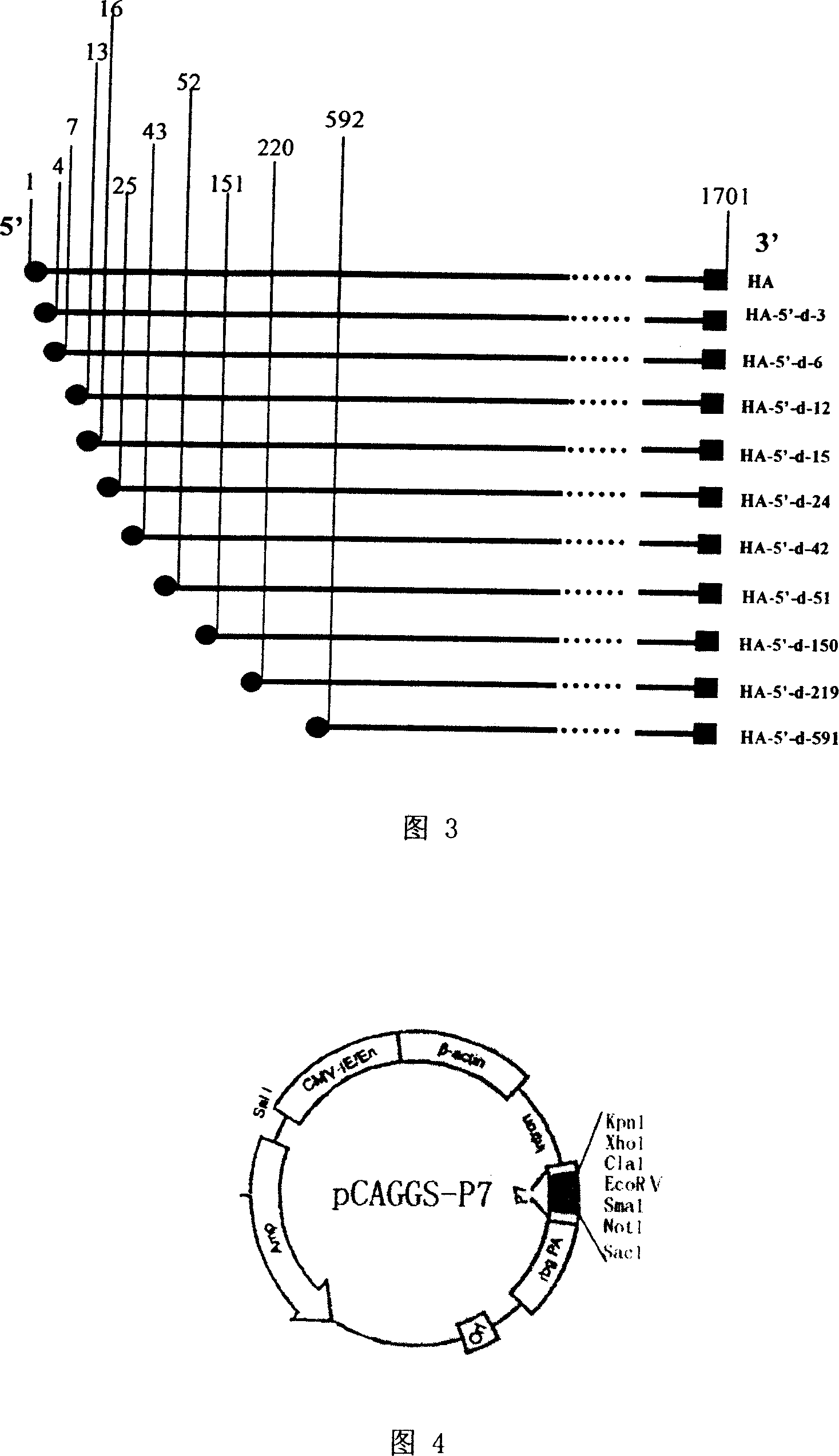 Curtail hemagglutinin vaccine for preventing influenza virus and its preparing method