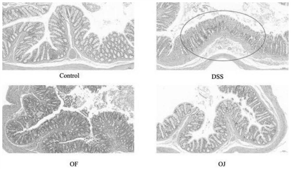 Preparation method and application of cerasus humilis juice fermentation liquor