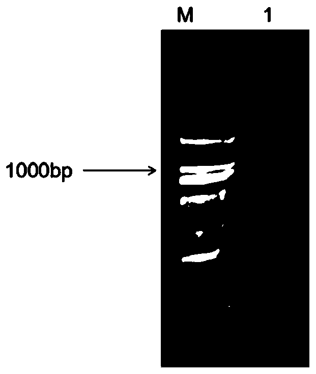 Borage promoter and application thereof