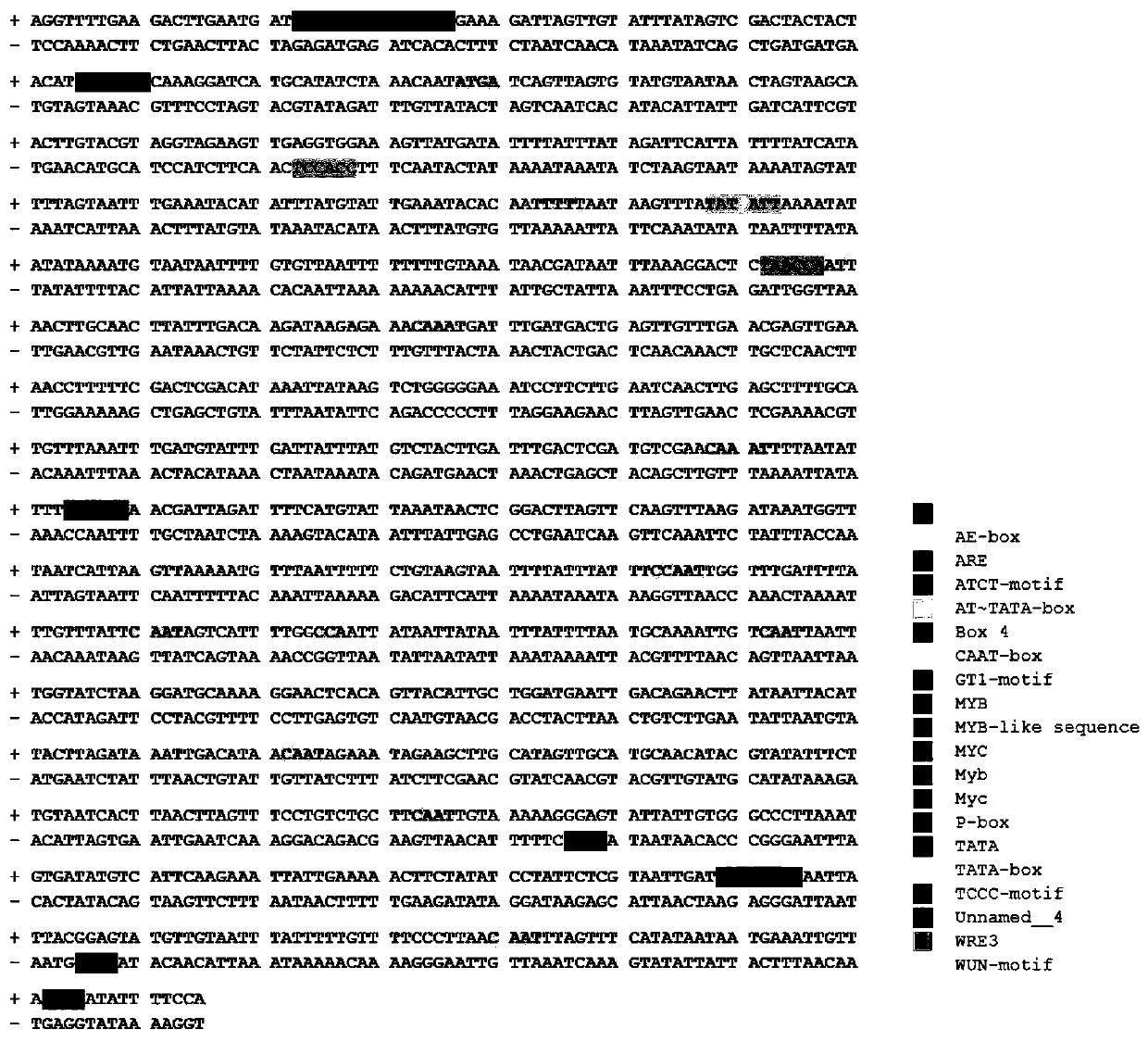 Borage promoter and application thereof