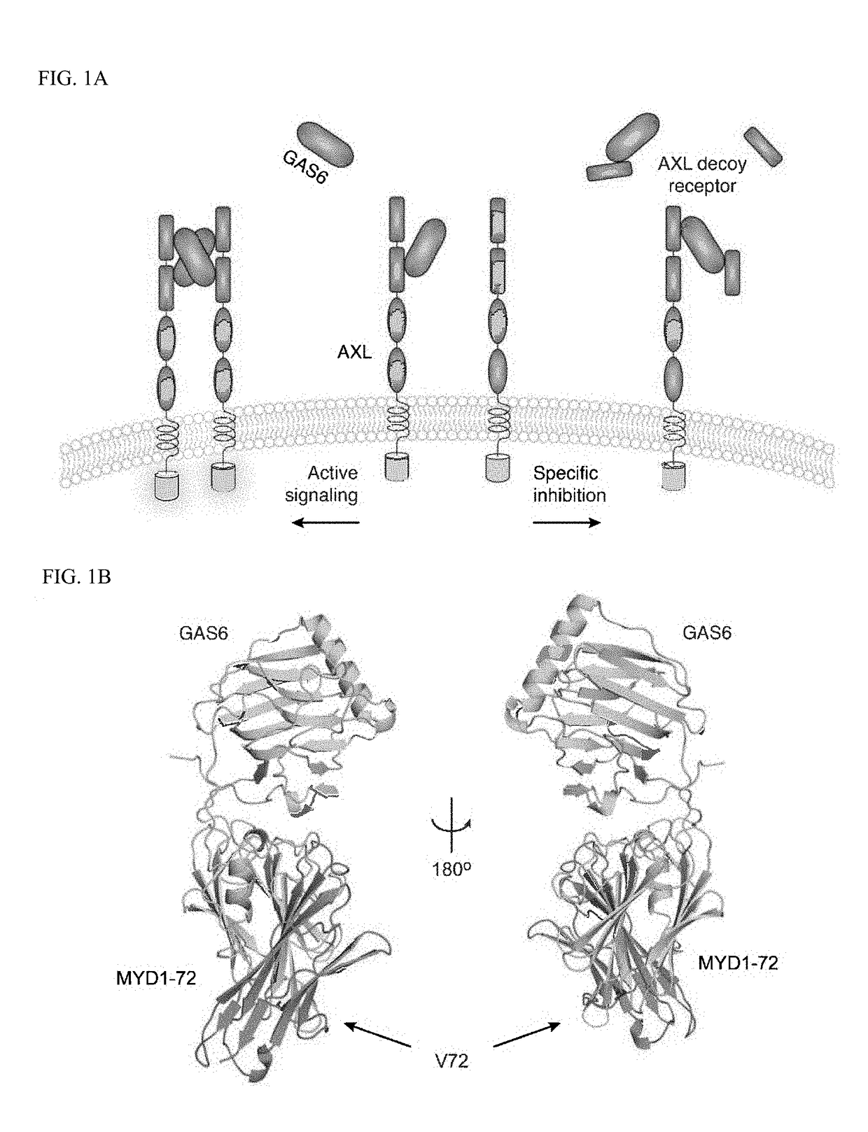 Modulation of AXL receptor activity in combination with cytoreductive therapy