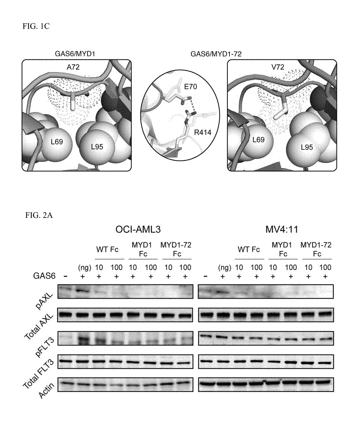 Modulation of AXL receptor activity in combination with cytoreductive therapy
